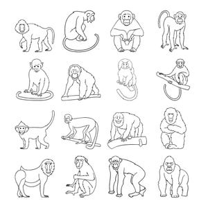 Può includere: Una collezione di sedici illustrazioni a tratto in bianco e nero raffiguranti varie specie di scimmie e primati in diverse pose, tra cui sedute, in piedi e arrampicate, disposte in una griglia quattro per quattro su sfondo bianco.