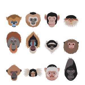 Diseño de bordado de mono - Bordado de cabeza de razas de monos - Archivos de diseño de bordado a máquina de chimpancé, orangután, mandril y gorila - 8 tamaños