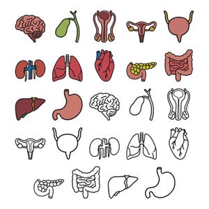 May include: A collection of twenty-five human organ icons arranged in a five-by-five grid. The top two rows feature colored illustrations of the brain, gallbladder, reproductive systems, bladder, kidneys, lungs, heart, pancreas, and intestines.