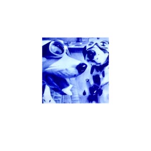 May include: A blue-toned image of two dogs, one with goggles and the other with a pilot's hat. The dog on the left has a white star on its hat. The dogs appear to be in a playful or humorous setting.
