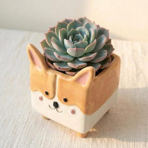 Puede incluir: Una maceta de cerámica con forma de perro Corgi, con una planta suculenta. La maceta es blanca y marrón con un diseño de cara de Corgi. La suculenta tiene hojas de color verde azulado con bordes rosados. La maceta está sobre una superficie blanca.