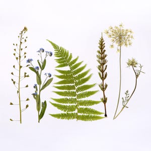 May include: A collection of dried plants and flowers, including a vibrant green fern, delicate blue forget-me-nots, and various other botanical specimens. The arrangement is set against a clean white background, showcasing the natural textures and colors.