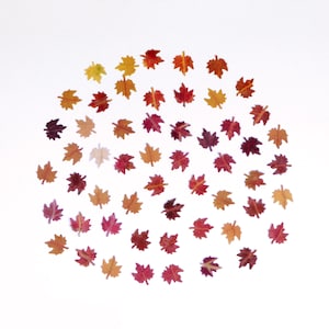 May include: A collection of small, decorative maple leaf cutouts in various autumn colors, including yellow, orange, red, and brown. The leaves are arranged in a circular pattern against a white background, ideal for fall-themed crafts and decorations.