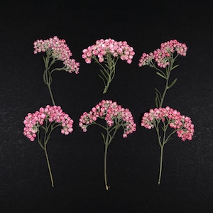 May include: Six individual stems of pressed flowers arranged in two rows. Each stem features a cluster of small, rounded pink blossoms with green foliage. The flowers are dried and flattened, displaying a delicate texture and vibrant pink color.