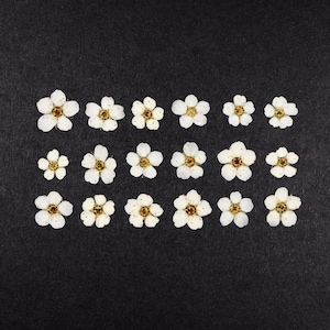 May include: Arrangement of small, white flowers with yellow centers on a black background. The flowers are evenly spaced and appear to be dried or pressed, suitable for crafts or decorative purposes.