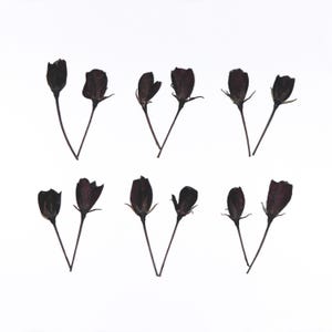 May include: Arrangement of eight dark burgundy dried flower buds on slender stems against a white background. The buds are in pairs, with some open and others closed, showcasing natural botanical elements.
