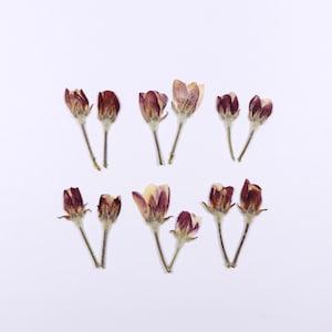 Op de afbeelding: Negen gedroogde bloemknoppen in tinten bordeauxrood en crème op een witte achtergrond. De knoppen tonen verschillende bloeistadia, sommige volledig gesloten, andere gedeeltelijk open, waardoor delicate bloemblaadjes zichtbaar worden. Een bloemstuk.