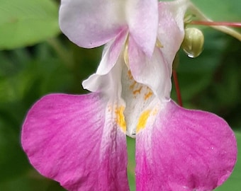 Semillas de Impatiens balfourii (Orquídea joya de Cachemira)