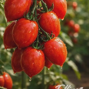 May include: A cluster of vibrant red, oval-shaped tomatoes hanging from a green vine. The tomatoes are covered in small water droplets, reflecting light. The text Effing SEEDS.com is visible in the bottom right corner of the image.