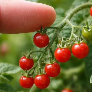 Currant Tomato Seeds – Tiny Spoon Tomato ‘Tiggo’s Lil Bitties™’ High Yield