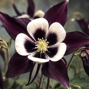 Black Columbine Flower Seeds – Aquilegia 'Void Star™' Gothic Witchy Garden Dark Flowers, Cut Garden