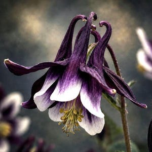 Black Columbine Flower Seeds – Void Star™ Dark Aquilegia, Gothic Witchy Garden Flowers