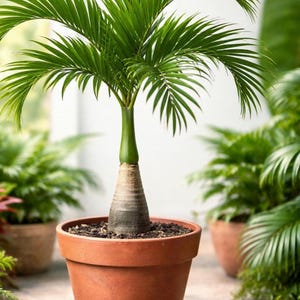 Cat Palm - Etsy
