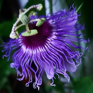 Passionflower hybrid seeds mix 'Purple Panache' – Exotic Passiflora Climbing Vine, Fast Growing passion flower