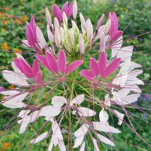 Puede incluir: Primer plano de una flor vibrante con pétalos rosas y blancos. El centro de la flor es un grupo de capullos verdes, y largos y finos estambres se extienden hacia afuera. El fondo es un suave desenfoque de follaje verde.