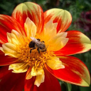 Puede incluir: Primer plano de una flor vibrante con pétalos rojos y amarillos, y un centro amarillo. Una abeja peluda está posada en la flor, recolectando néctar. Los pétalos de la flor tienen un degradado de colores, creando un contraste visual llamativo.