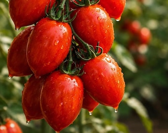 Piennolo del Vesuvio Tomato Seeds – Italian Traditional Hanging Sauce Heirloom