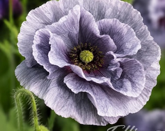 May include: A lavender poppy flower with ruffled, multi-layered petals and a central green seed pod surrounded by dark stamens. The flower features delicate veining and a soft texture. The text Effing SEEDS.com is visible in the bottom right.