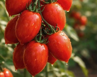 Piennolo del Vesuvio Tomato Seeds – Italian Traditional Hanging Sauce Heirloom