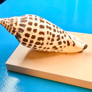 以下が含まれることがあります： クリーム色のベースと濃い茶色の斑点模様の貝殻。明るい青色の背景に、薄茶色の長方形のブロックの上に置かれています。貝殻の形は細長く先細りになっています。画像は明るく照らされています。