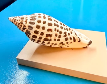 Junonia Shell Replica – Rare Coastal Collectible, Beach Decor, Realistic Seashell Display