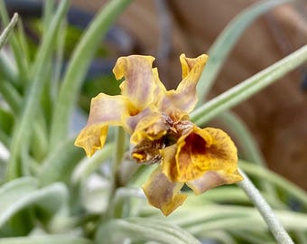 Tillandsia Peru 'Inca Gold' Air Plant