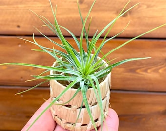 Mini Woven Pot – Air Plant Holder