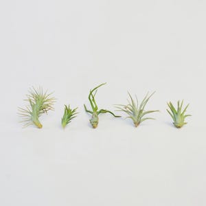 May include: Five small air plants arranged in a horizontal row. Each plant features thin, pointed, light green leaves radiating from a central base. The plants vary in shape, with some having dense, spiky foliage and others having longer, curved leaves.
