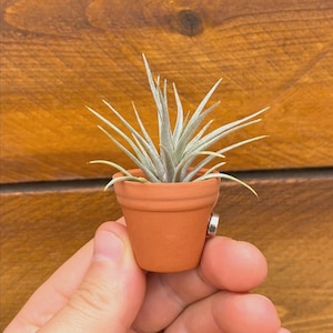 May include: A small air plant with thin, pointed, silvery-green leaves potted in a miniature terracotta-colored clay pot. A small circular silver magnet is attached to the side of the pot, allowing it to be mounted on metallic surfaces.