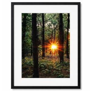 May include: A framed photograph of a forest scene. The image captures a vibrant sunset, with the sun's rays bursting through the trees. The trees are tall and slender, with green foliage and dark trunks. The frame is black.