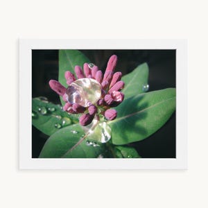 Peut inclure: Photographie en gros plan d'une fleur avec des bourgeons roses et des feuilles vertes, encadrée dans un cadre blanc. De grosses gouttes d'eau sont visibles sur la fleur et les feuilles, reflétant la lumière et ajoutant un effet scintillant. L'image capture la beauté de la nature.