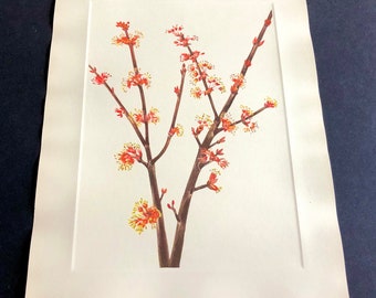 1925 Red Maple Botanical Print: Mary Vaux Walcott Lithograph