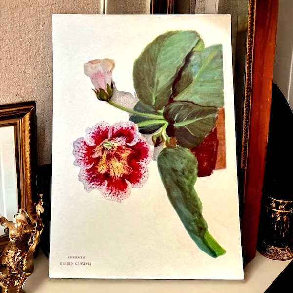 Hybrid Gloxina (Gesneraceae) Botanical Print Original Print by Arlette Davis