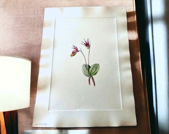 Original Plate #105 “Calypso” Antique 1925 Botanical Print by Mary Vaux Walcott Smithsonian North American Wildflowers