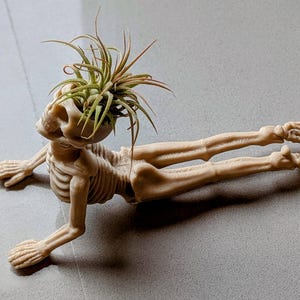 May include: A beige skeleton-shaped planter holding a green air plant. The skeleton is in a yoga pose, with arms and legs extended. The planter is made of a light-colored material and is on a gray surface.