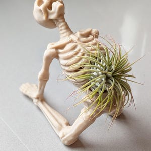 May include: A beige skeleton-shaped planter holding a green air plant. The skeleton is in a kneeling position, with the plant nestled in its back. The air plant has long, thin green leaves with red tips.