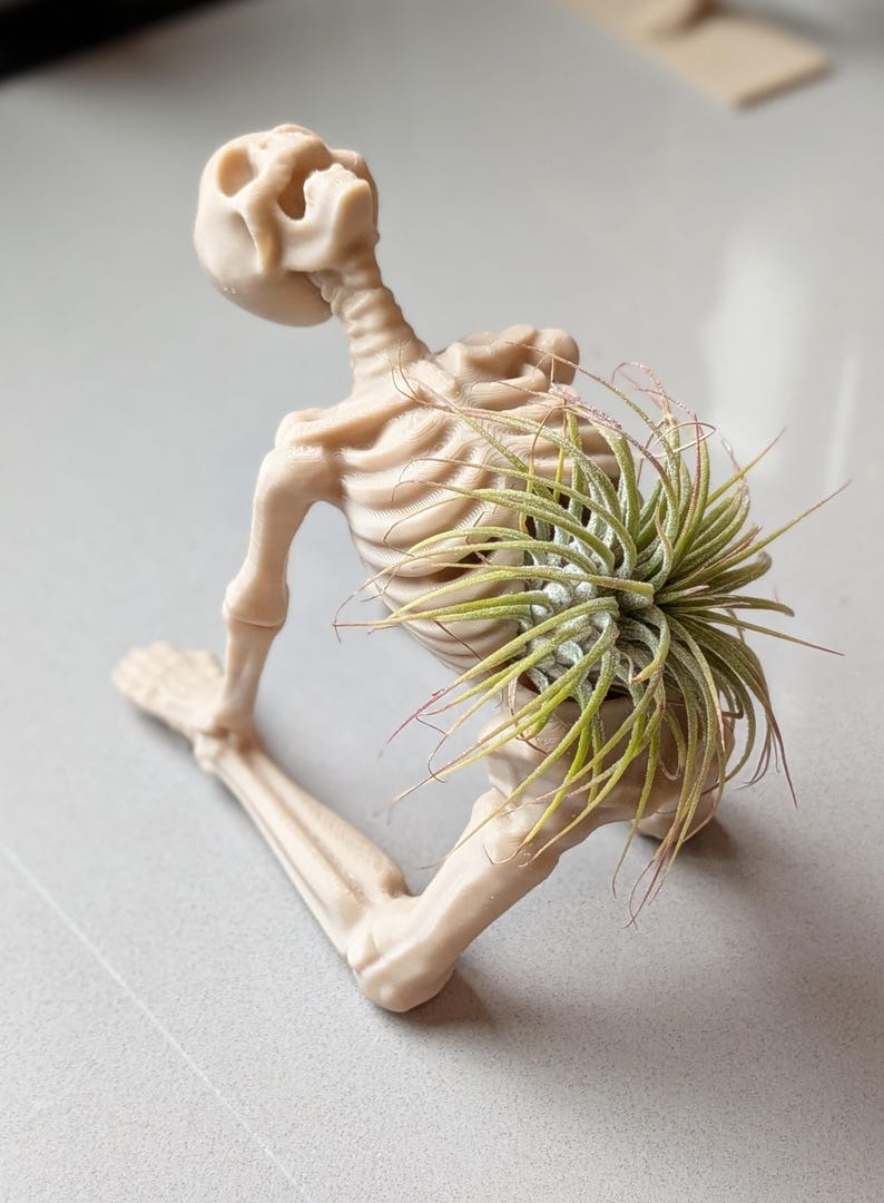 May include: A beige skeleton-shaped planter holding a green air plant. The skeleton is in a kneeling position, with the plant nestled in its back. The air plant has long, thin green leaves with red tips.