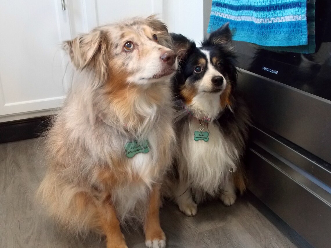 Quiet Dog Name Tags in Multiple Sizes Silent Dog Tags for Etsy