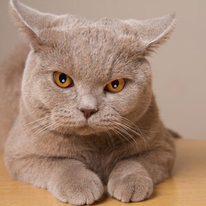 Könnte beinhalten: Nahaufnahme einer grauen Katze mit gelben Augen. Die Katze liegt auf einer Holzoberfläche. Die Ohren der Katze sind aufgestellt, und sie blickt direkt in die Kamera.