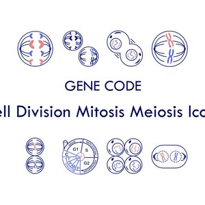 May include: A collection of blue and pink line art icons illustrating cell division, mitosis, and meiosis processes. The text GENE CODE and Cell Division Mitosis Meiosis Icons is centered. The icons include circular diagrams of chromosomes and a cell cycle chart.