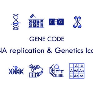 May include: A collection of blue icons depicting DNA replication and genetics, including a double helix, base pairs, a chromosome, and a Punnett square. The text reads GENE CODE DNA replication & Genetics Icons in a clean, dark blue font.