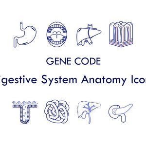 May include: A set of blue line art icons representing the human digestive system, including the stomach, teeth, liver, and intestines. The text GENE CODE Digestive System Anatomy Icons is centered in dark blue font above and below the illustrations.