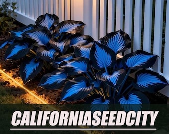 Semi di hosta blu-nera - 100 semi, pianta sempreverde a fogliame tollerante all'ombra