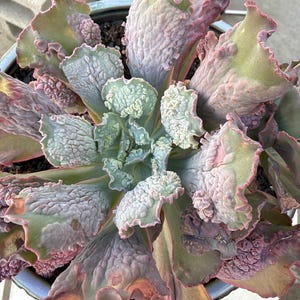 Rare Imported Echeveria Baron Bold Monstrose Succulent Unique Bumpy Textured Leaves Collector Plant Healthy Rooted Specimen 8 inches