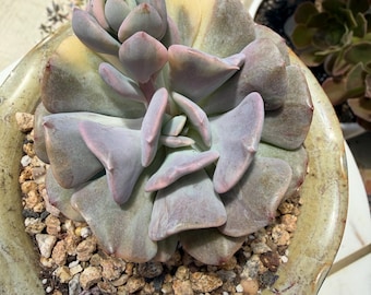 Imported Echeveria Variegated - Cubic Frosty cluster Rare Succulent - Unique Form - Bare Root 3-4 inches