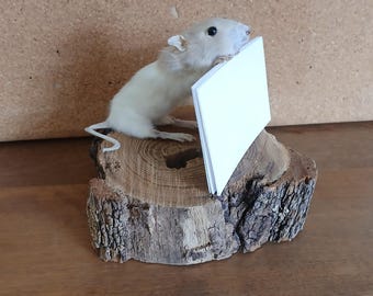 Rat Taxidermy Mount Business Card/Sign Holder, Curiosity