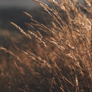 Puede incluir: Primer plano de tallos de hierba secos de color marrón dorado que soplan con el viento. La imagen tiene un enfoque suave, con el fondo desenfocado. La escena evoca una sensación de naturaleza y aire libre.