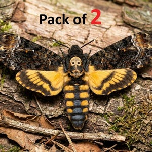 Real Death Head Moth Acherontia, Spread Mounted Skull Moth, Taxidermy Insect, Entomology Specimen, Gothic Oddities Decor