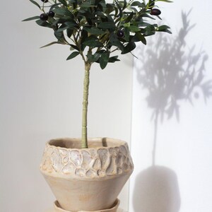 May include: An olive tree in a beige ceramic pot with a textured rim, on a matching pedestal. The tree has dark green leaves and small black olives. The pot is approximately 20 cm in diameter.