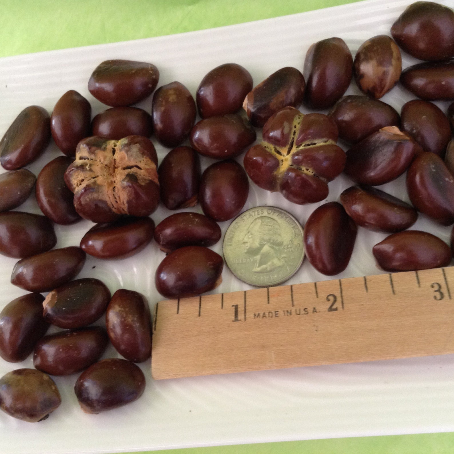 Sea Beans Drift seeds Loquat fruit Hawaii Seeds Etsy